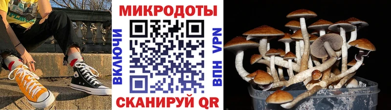 Псилоцибиновые грибы Cubensis  Суворов 